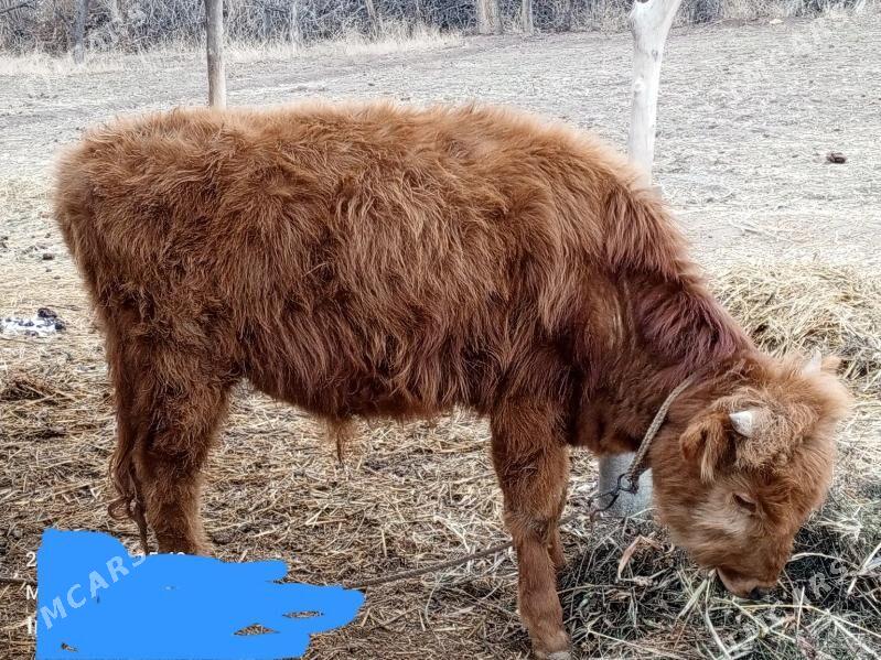 Okuz bn Gacar satilyar - Губадаг - img 1