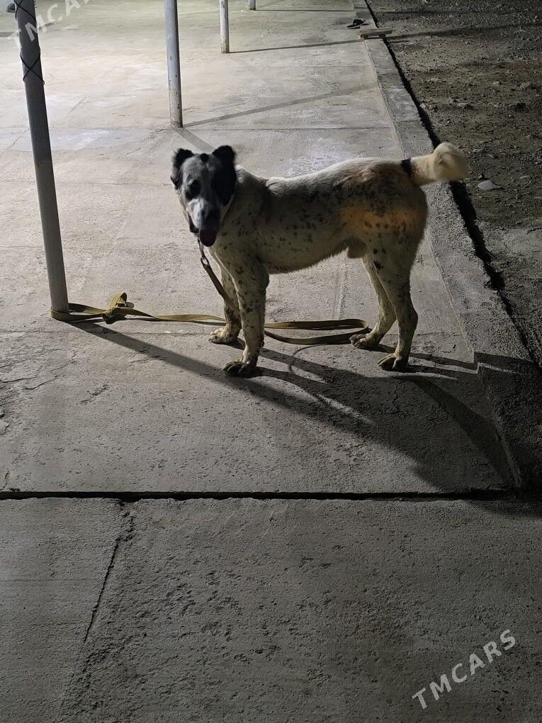 balu - Анев - img 1