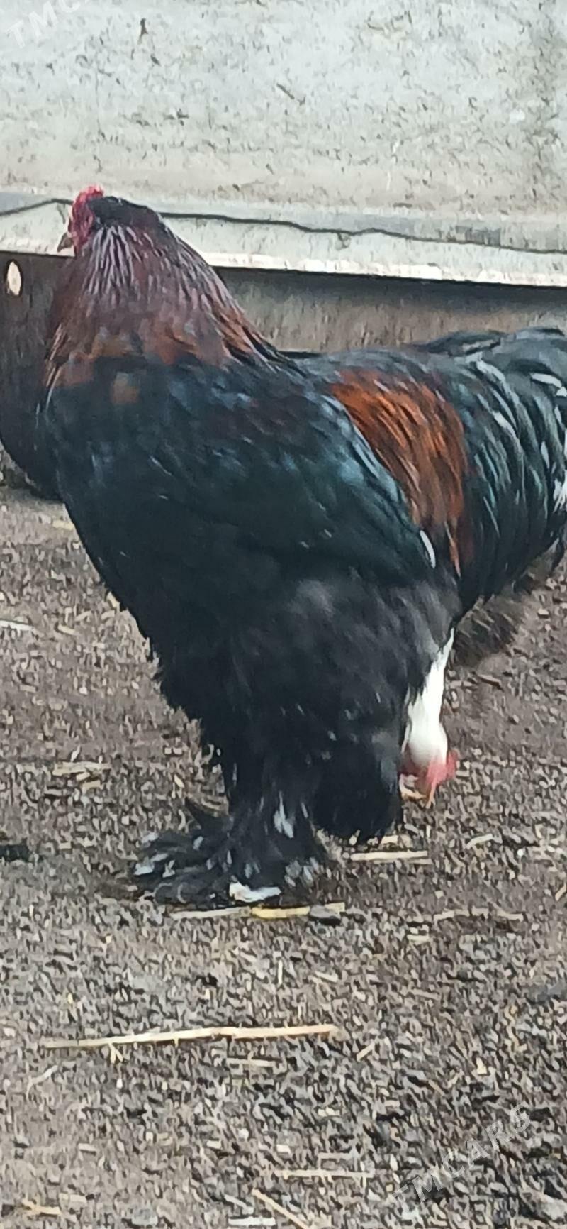 ARGINAL.BRAHMA GOLD SIYAH - Çoganly - img 1