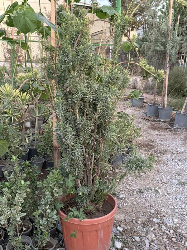 pihta yolka - Ашхабад - img 1