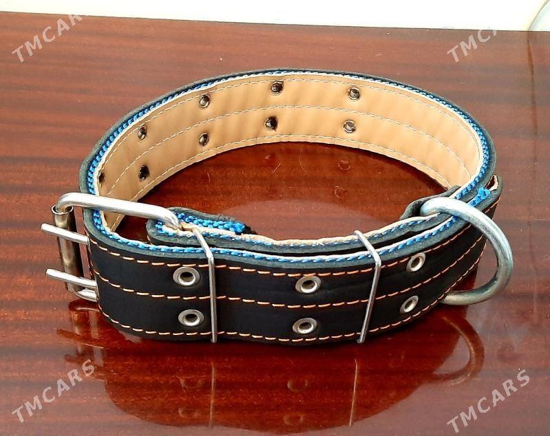 Ошейник - Aşgabat - img 1