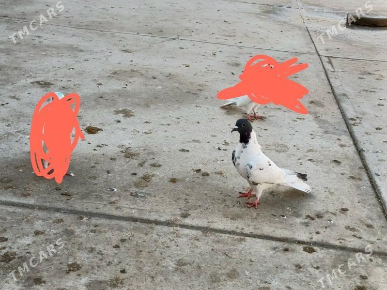 Kepderi - Гызыларбат - img 1