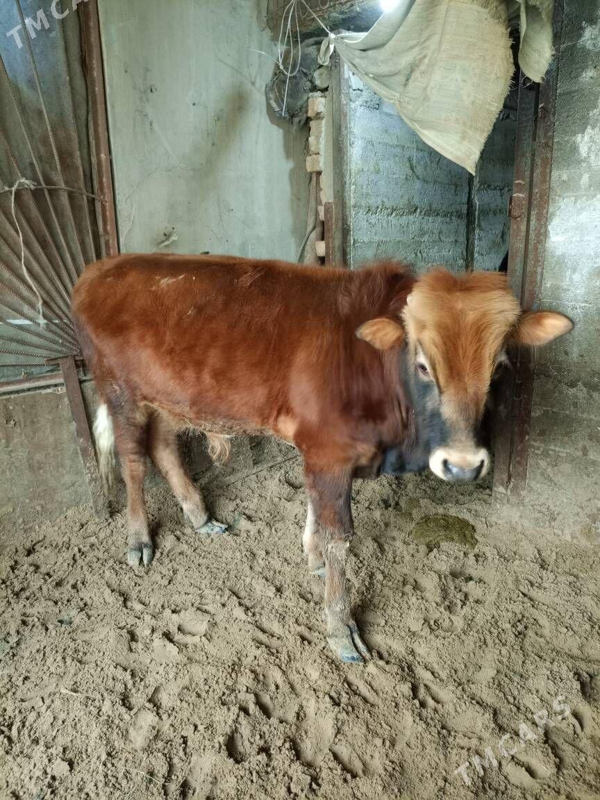 Okuz - Büzmeýin - img 1