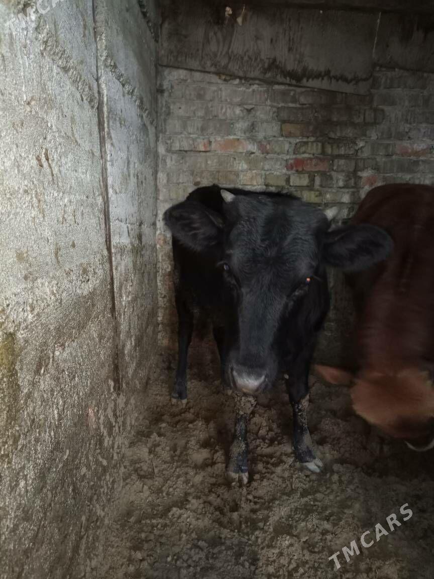 tuwe - Büzmeýin - img 1