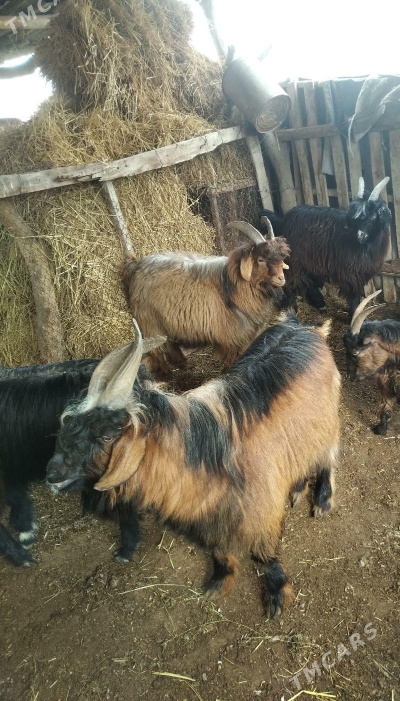 geçiller we teke - Фарап - img 1