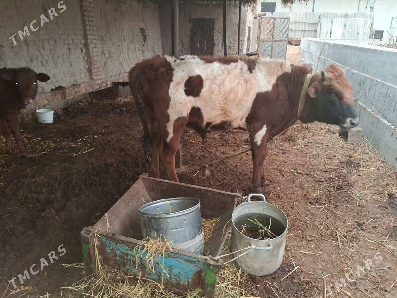 окиз - Туркменабат - img 1