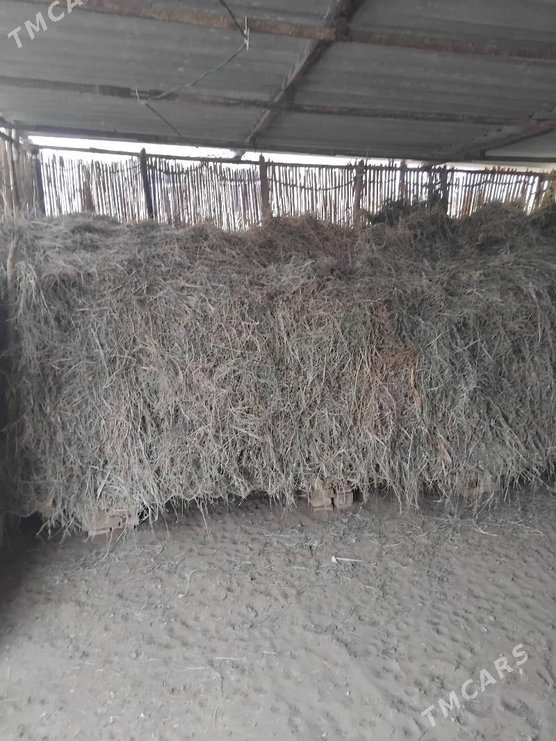 Arassa mellek yorunja. - Sakarçäge - img 1