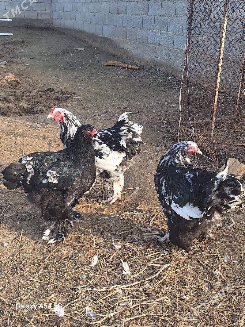 mramyr towuk - Gökdepe - img 1