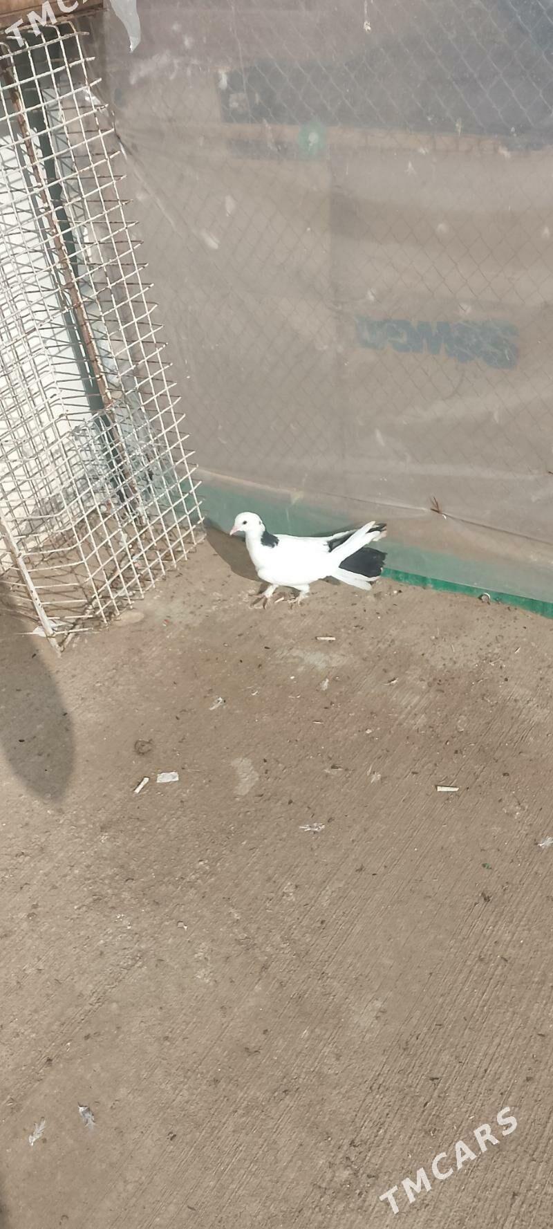 Kepderi - Çoganly - img 1