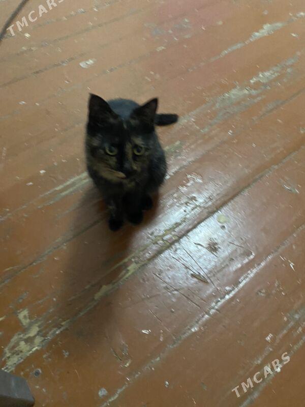 кошка - Türkmenabat - img 1