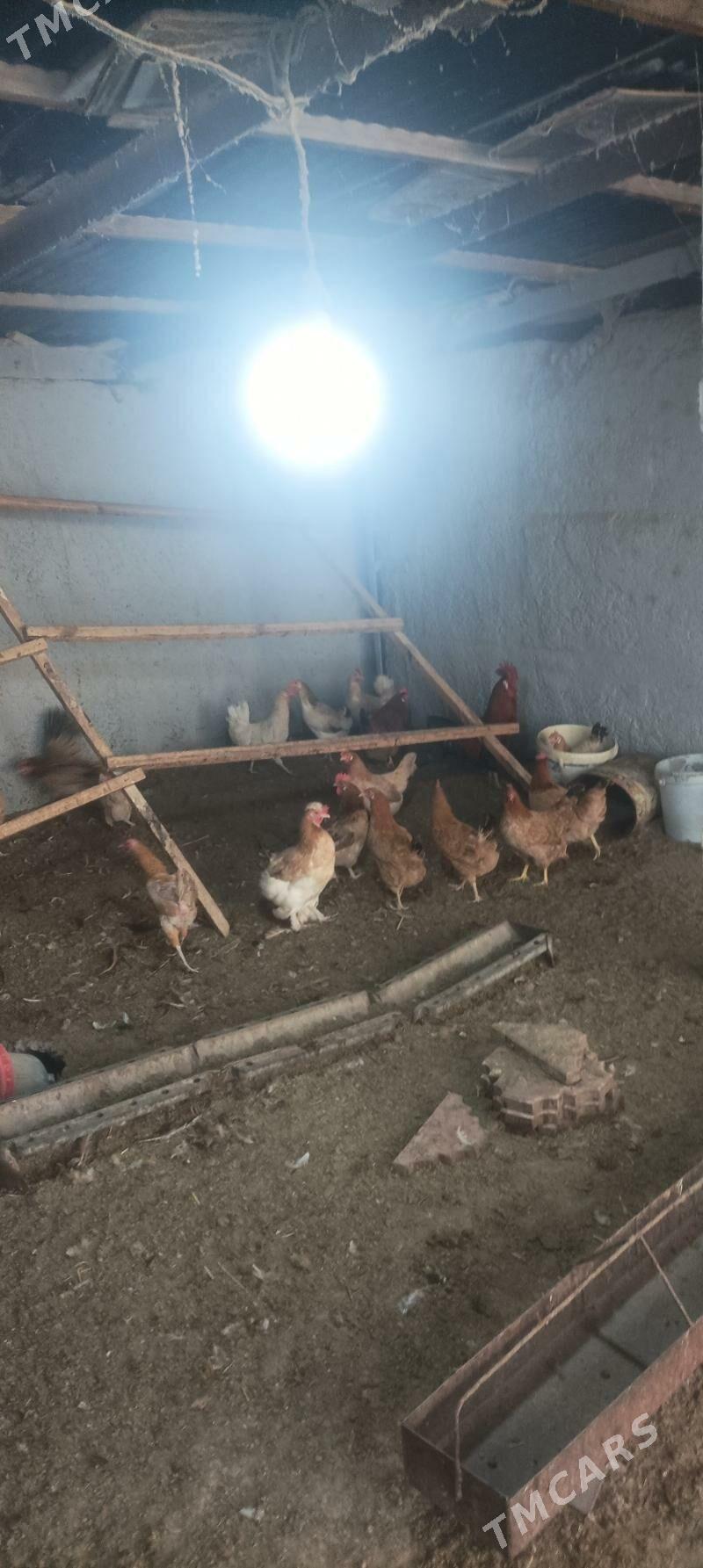 towuk - Сакарчага - img 1