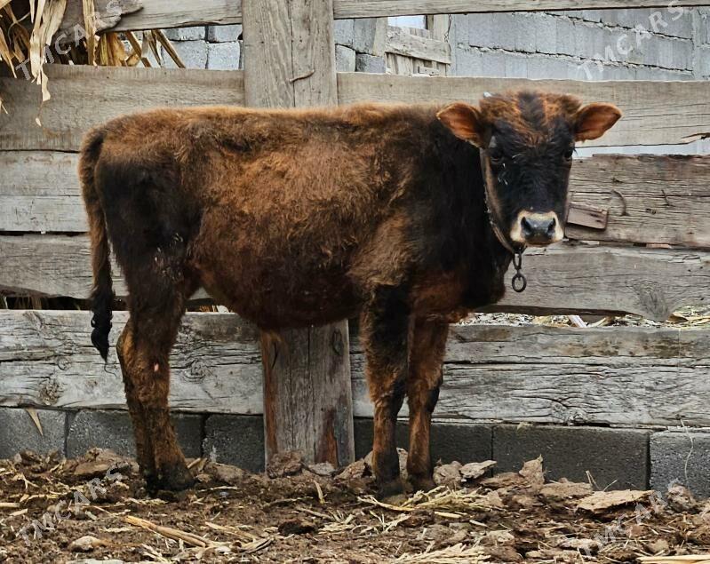 Öküz - Бузмеин - img 1