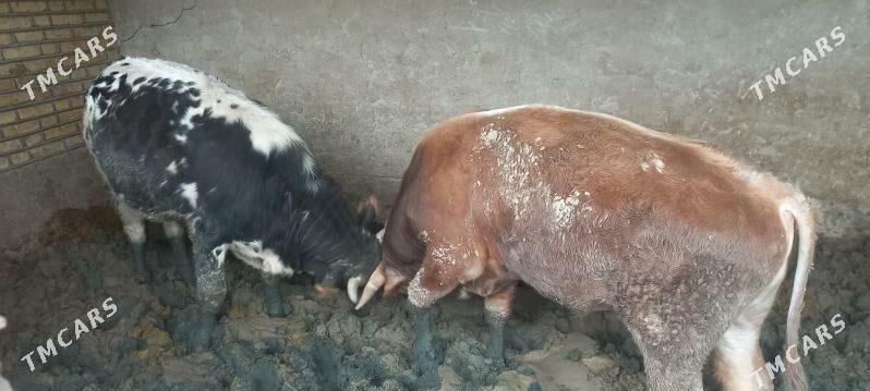 öküz - Кака - img 1