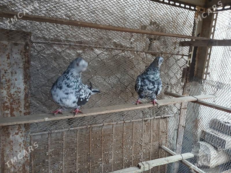 КЕПТАР - Гурбансолтан Едже - img 1