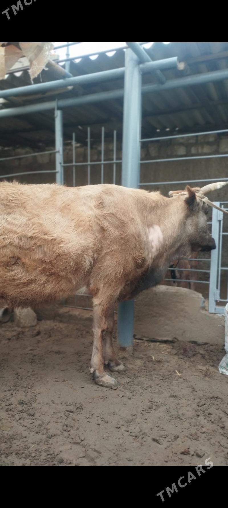 GŌLELI SYGYR - Гумдаг - img 1