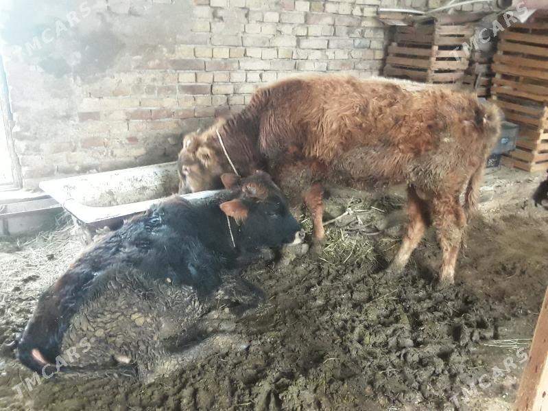 Öküz - Ак-Бугдайский этрап - img 1