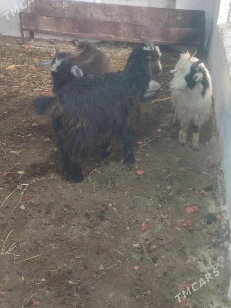 çewişçewiş - Бахарден - img 1