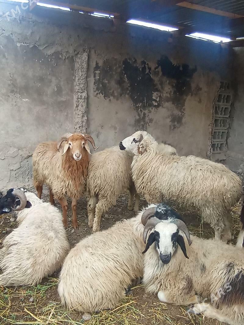 goýun - Кипджак - img 1