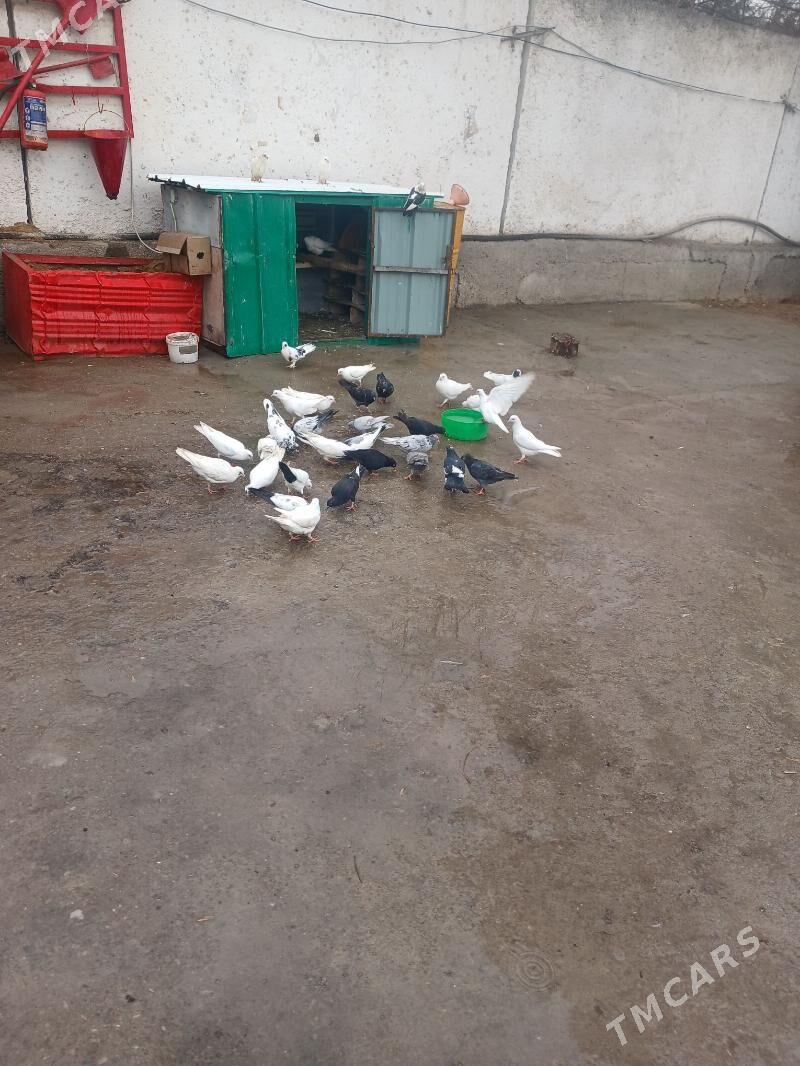 kepderi - Aşgabat - img 1