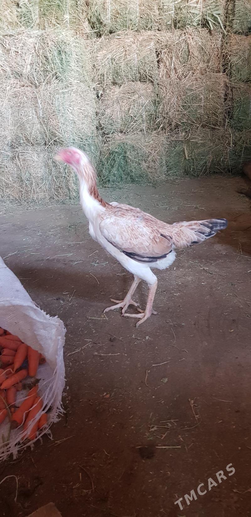 Taskent towuk - Aşgabat - img 1