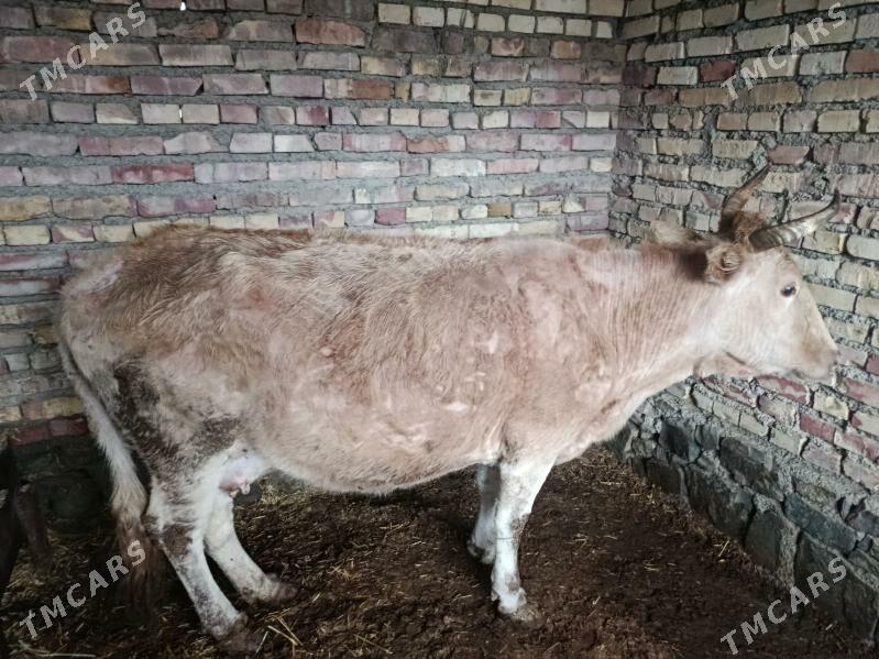 Gysyr sygyr - Bereket - img 1