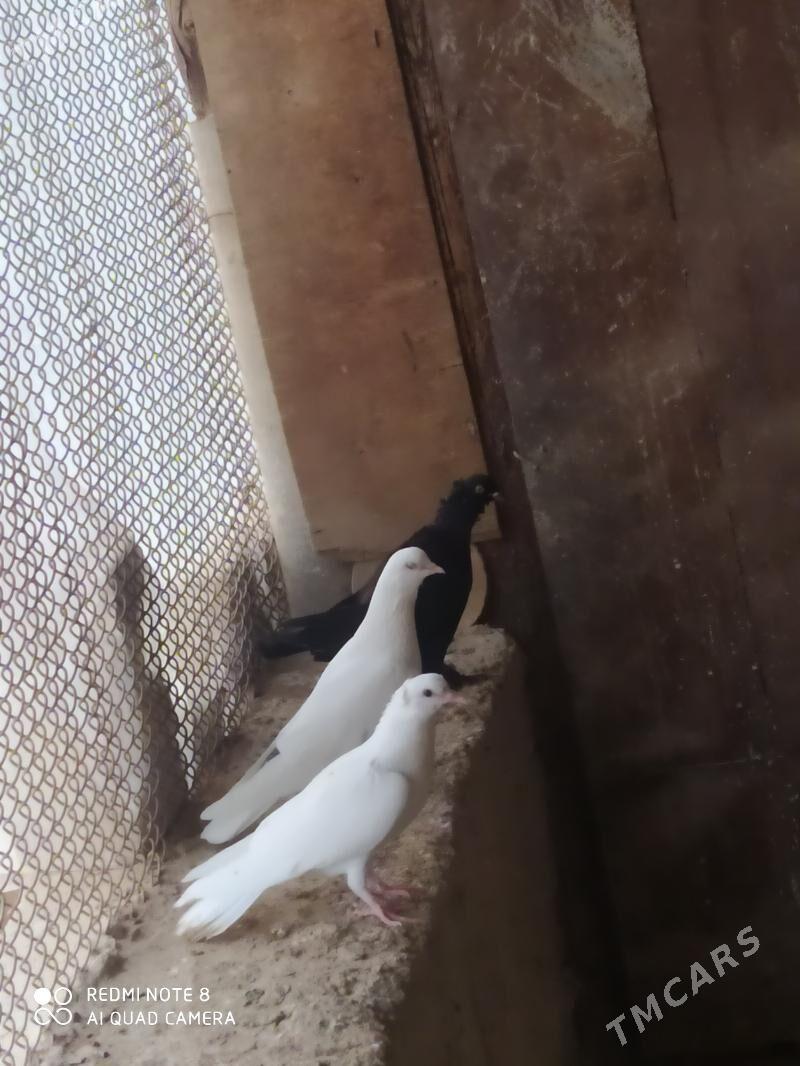 Kepderi - Babadaýhan - img 1