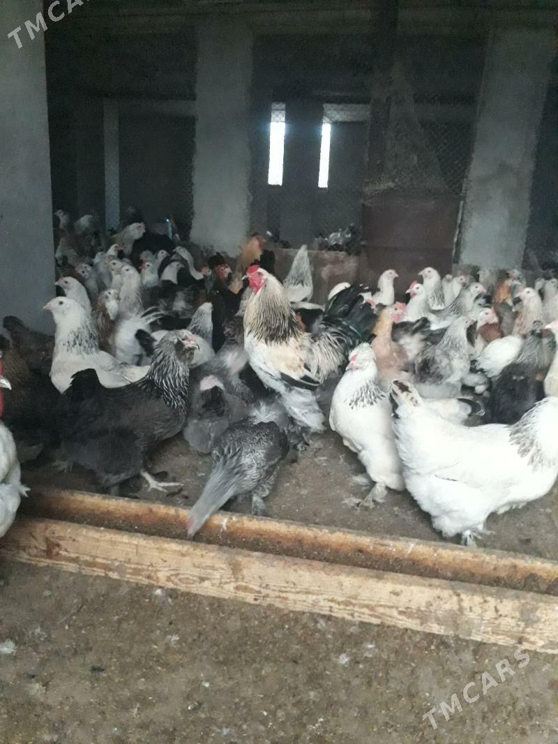 Balgar juyjeler - Kaka - img 1