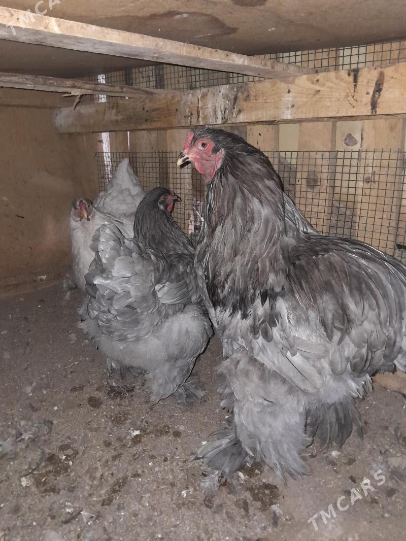 Brama blu - Aşgabat - img 1