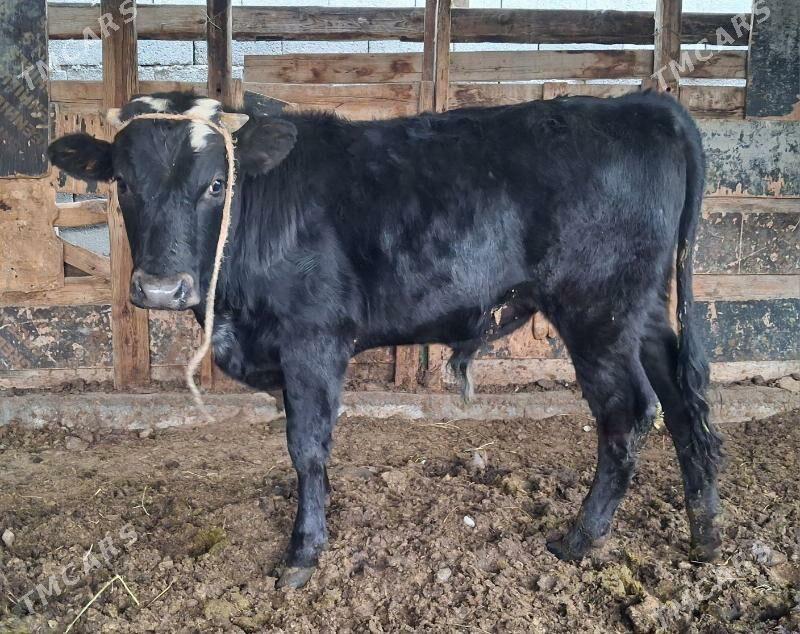 Ökuz - Gökdepe - img 1