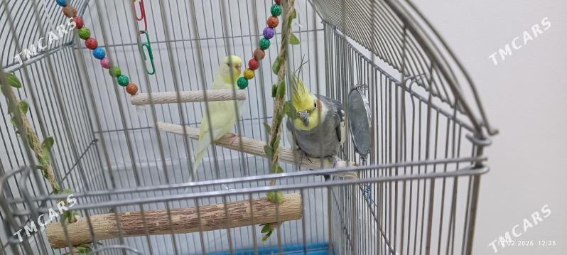 папугаи - Aşgabat - img 1