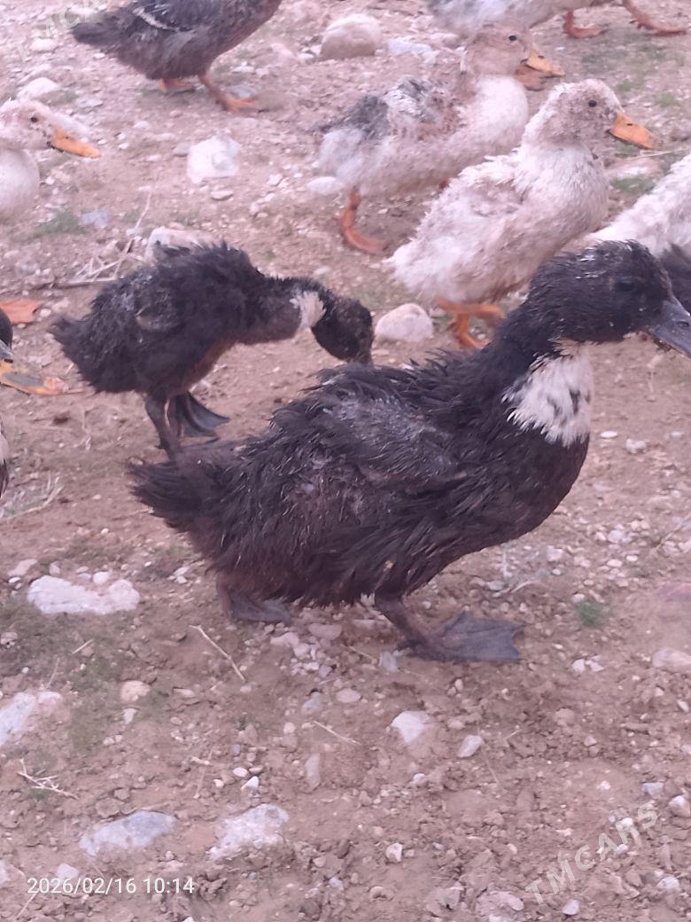 75mangak gak - Балканабат - img 1