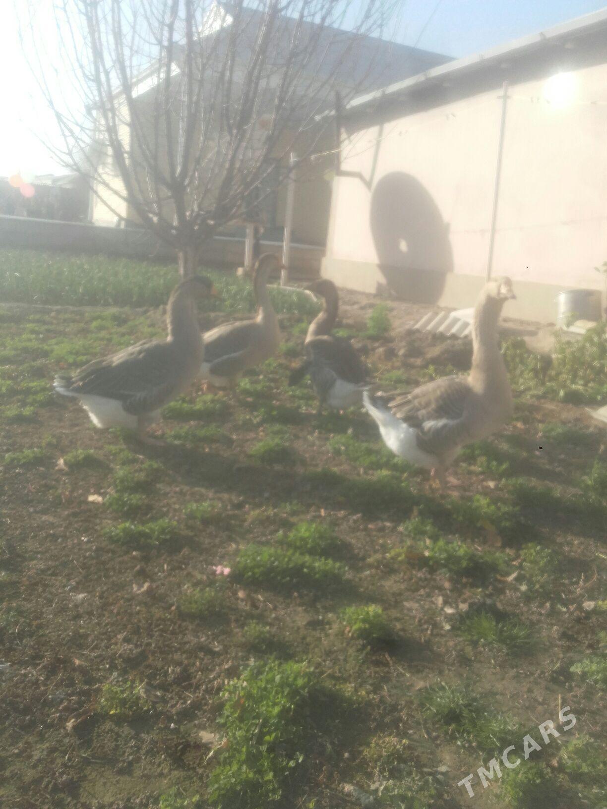 induk gus yumurtga. - Murgap - img 1