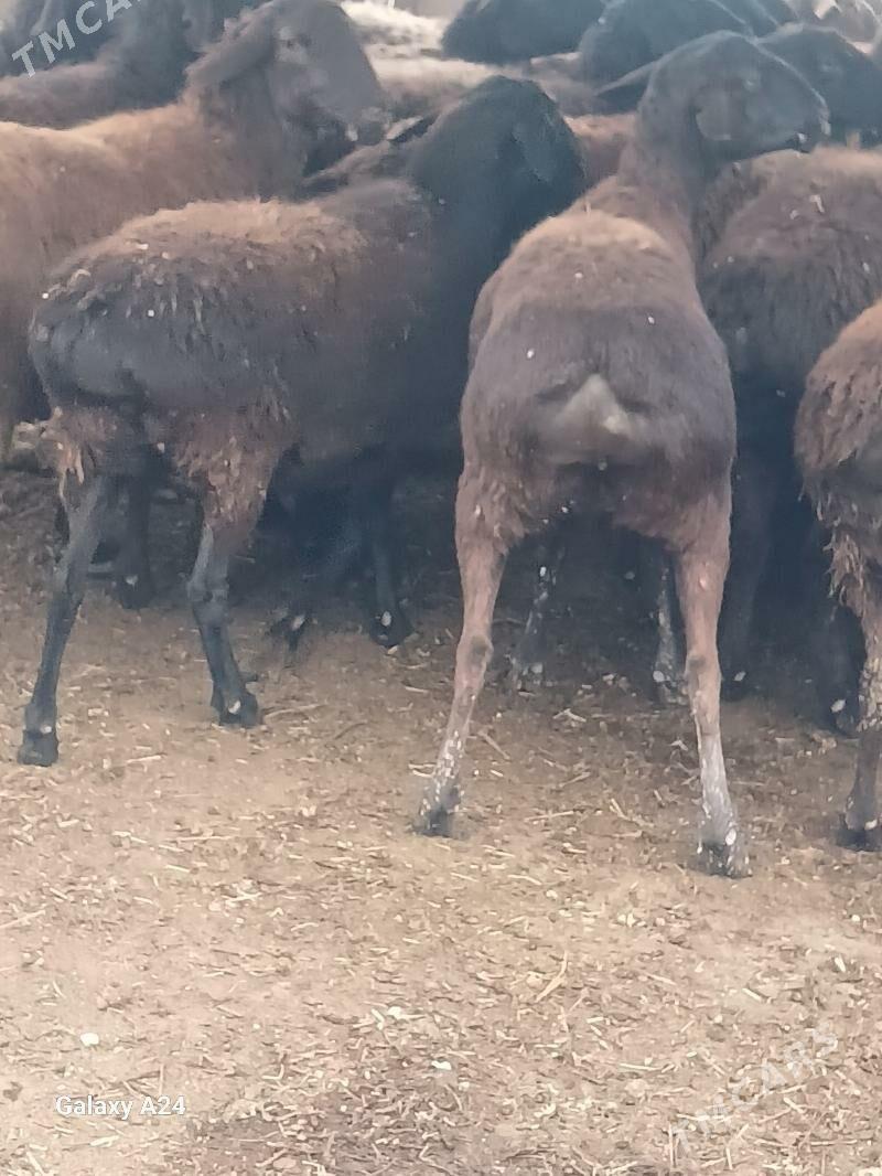 Gysar goyun - Чарджоу - img 1