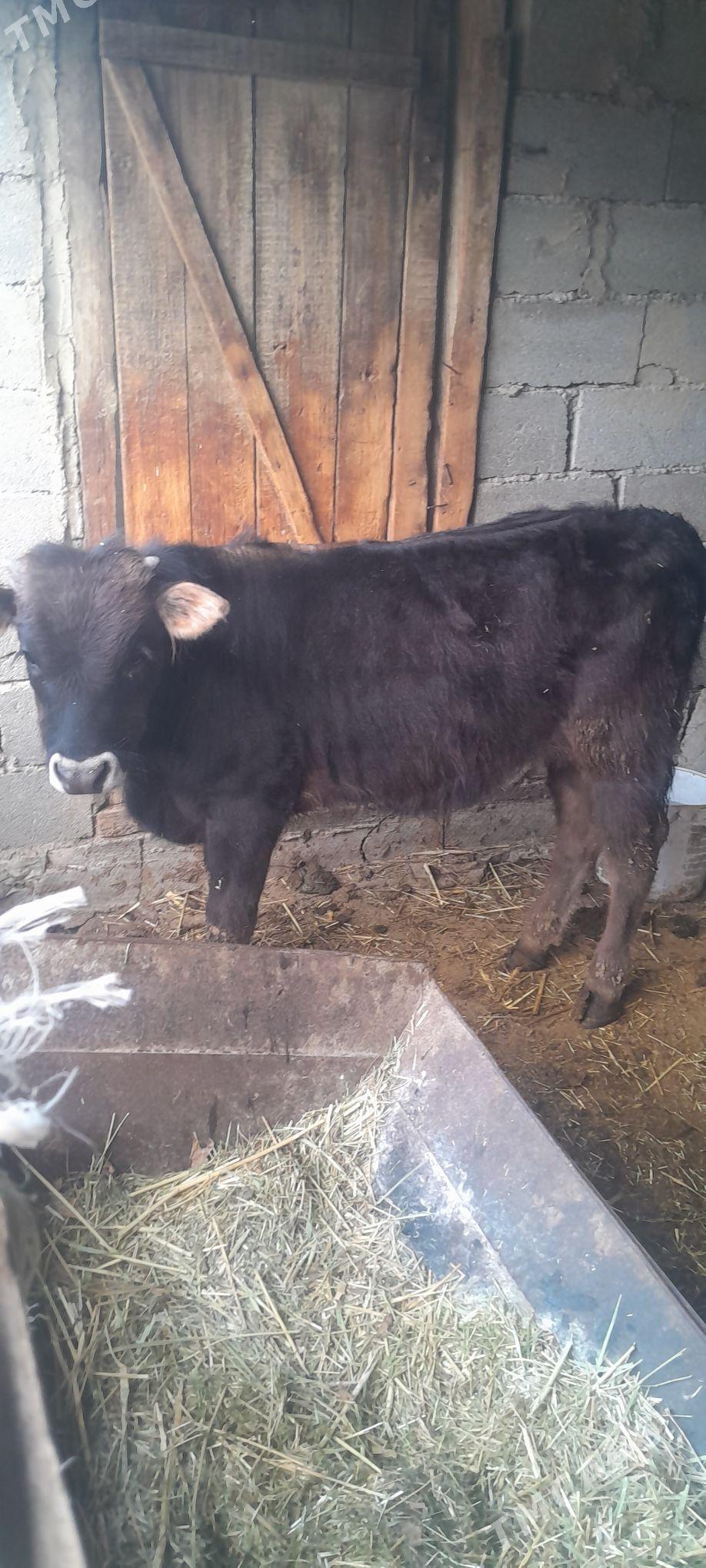 öküzler. - Бахарден - img 1