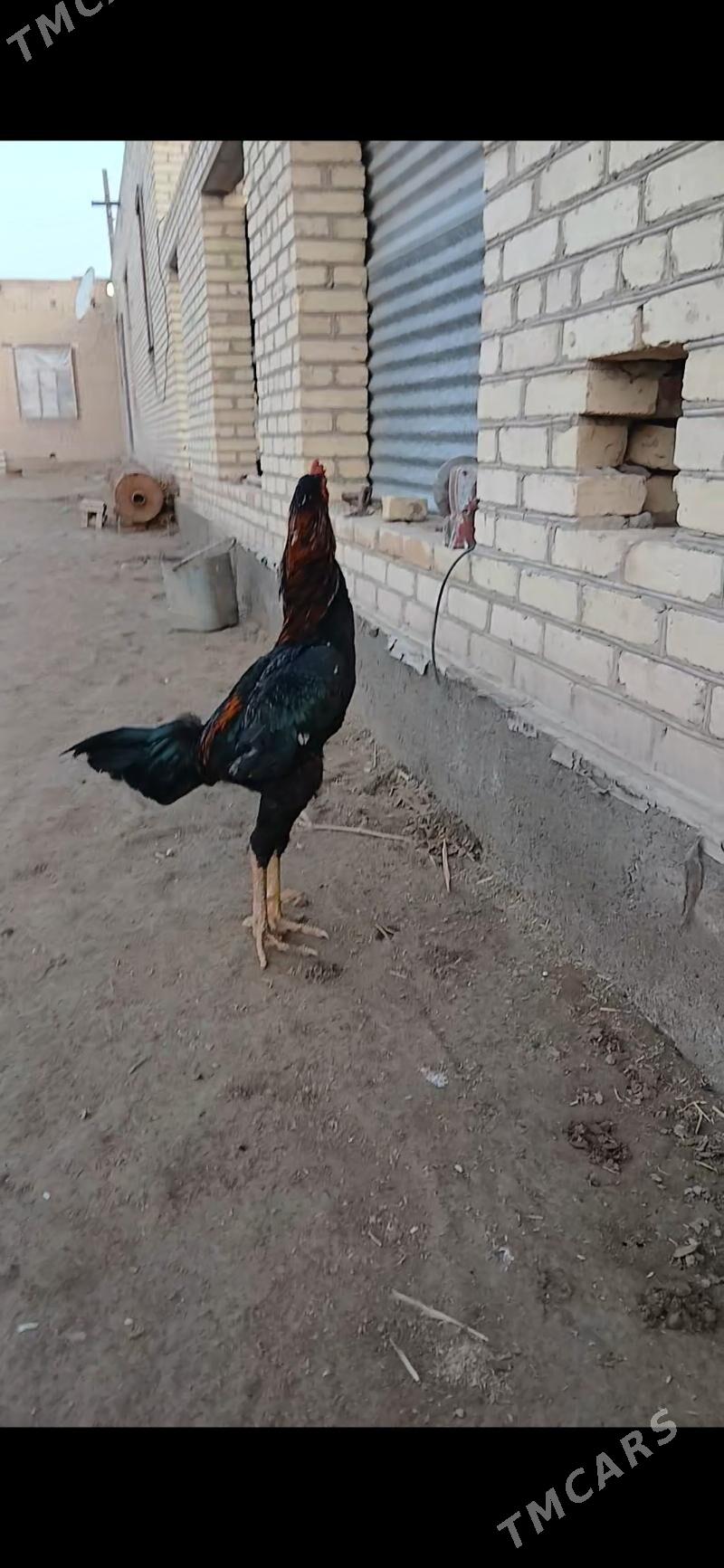 karey - Чарджоу - img 1