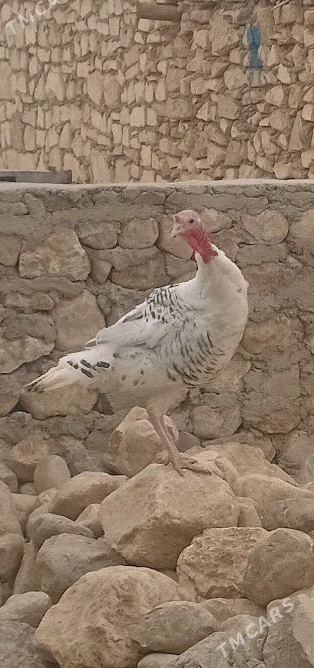 Induk - Balkanabat - img 1