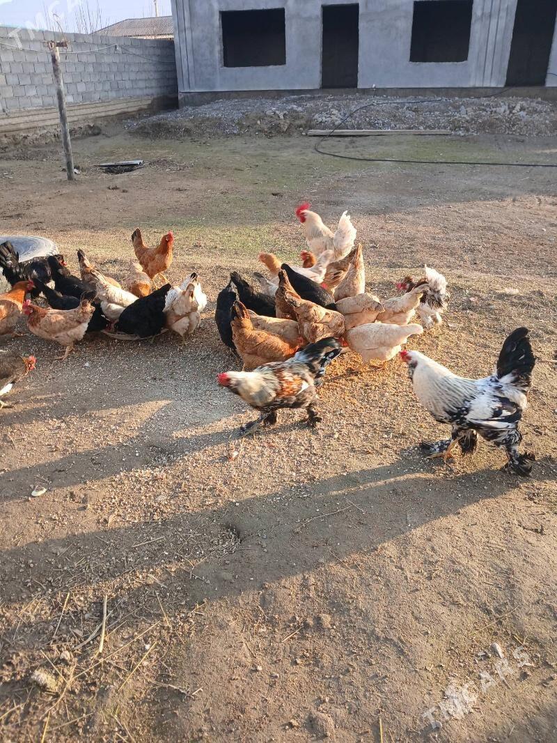 Towuk - Gökdepe - img 1