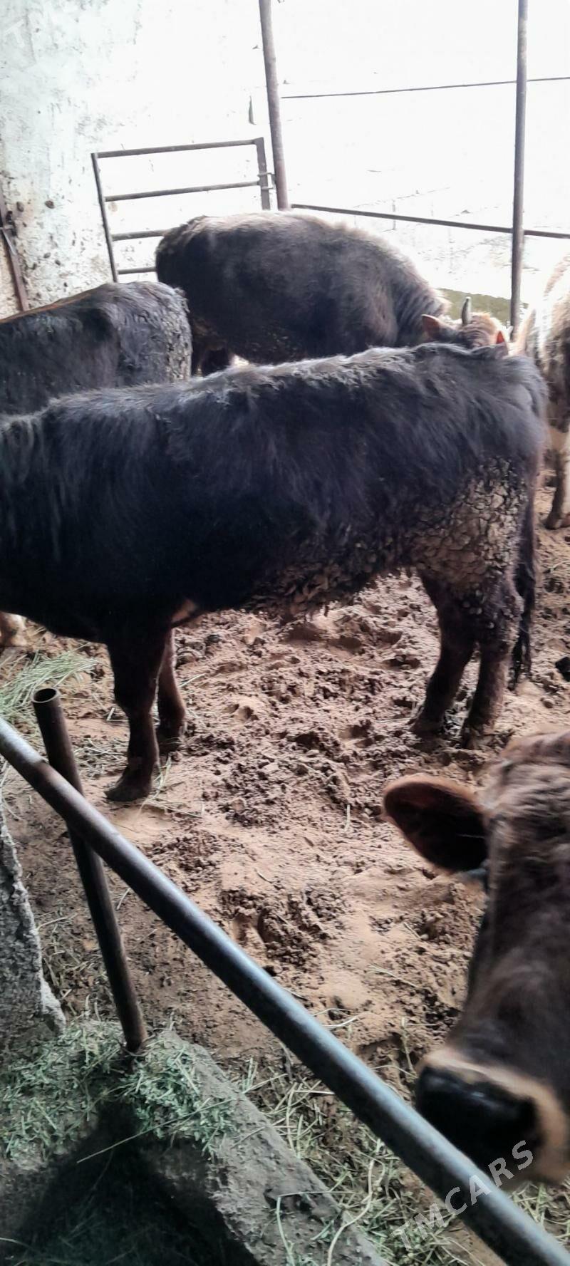 okuz - Ак-Бугдайский этрап - img 1