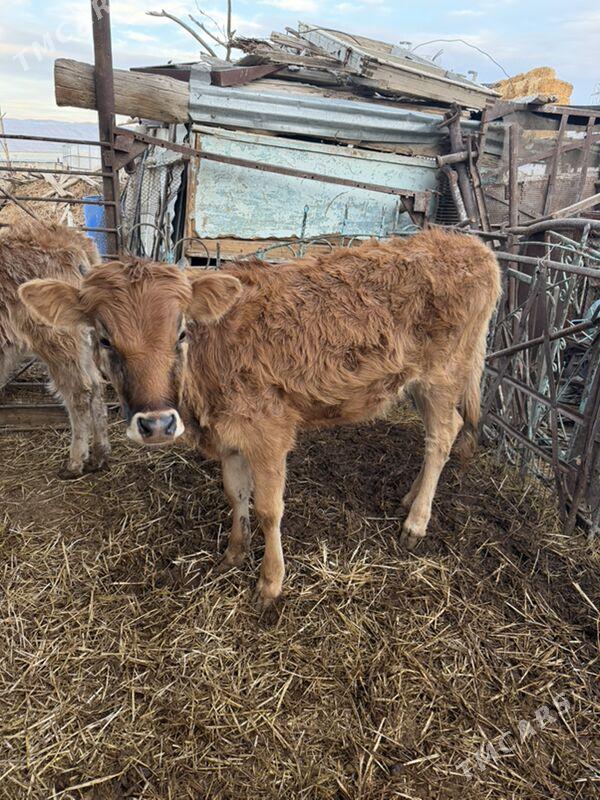 gacar - Balkanabat - img 1