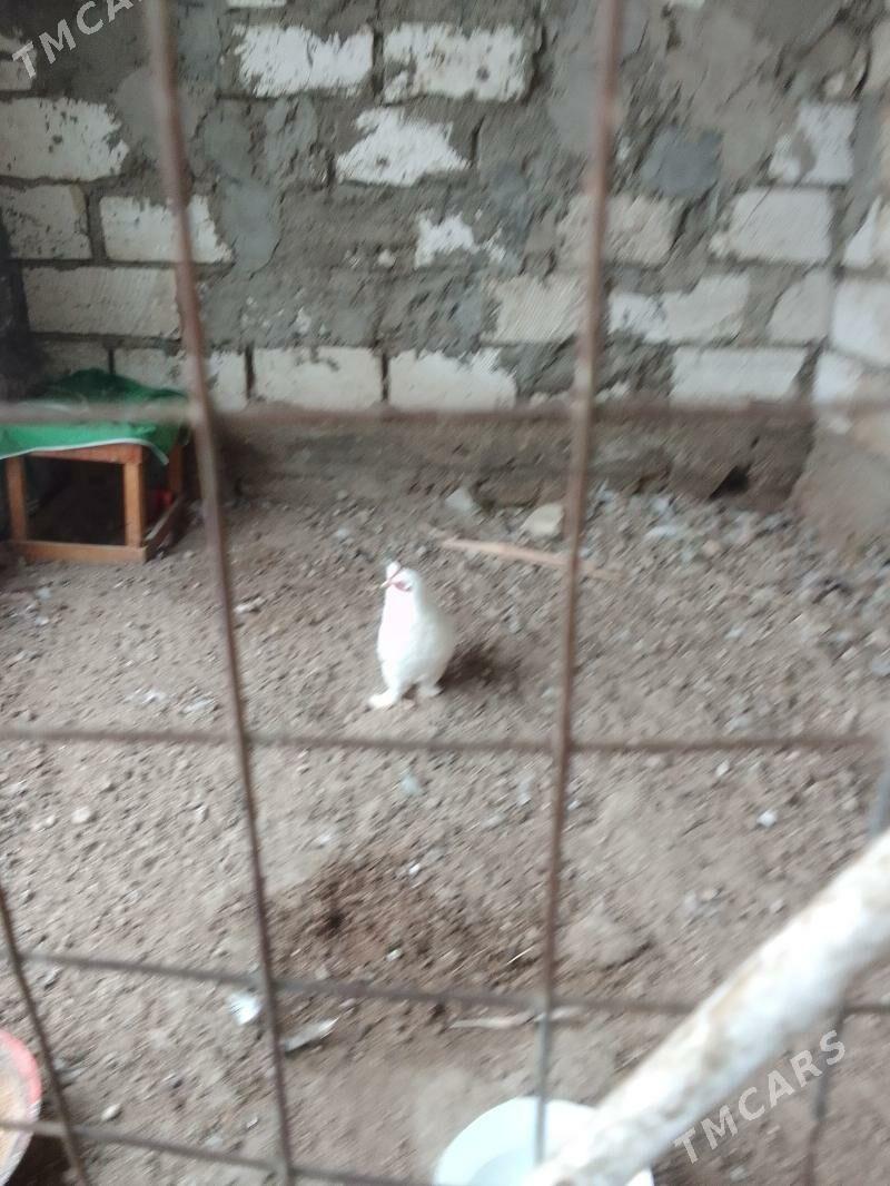 karlik - Balkanabat - img 1