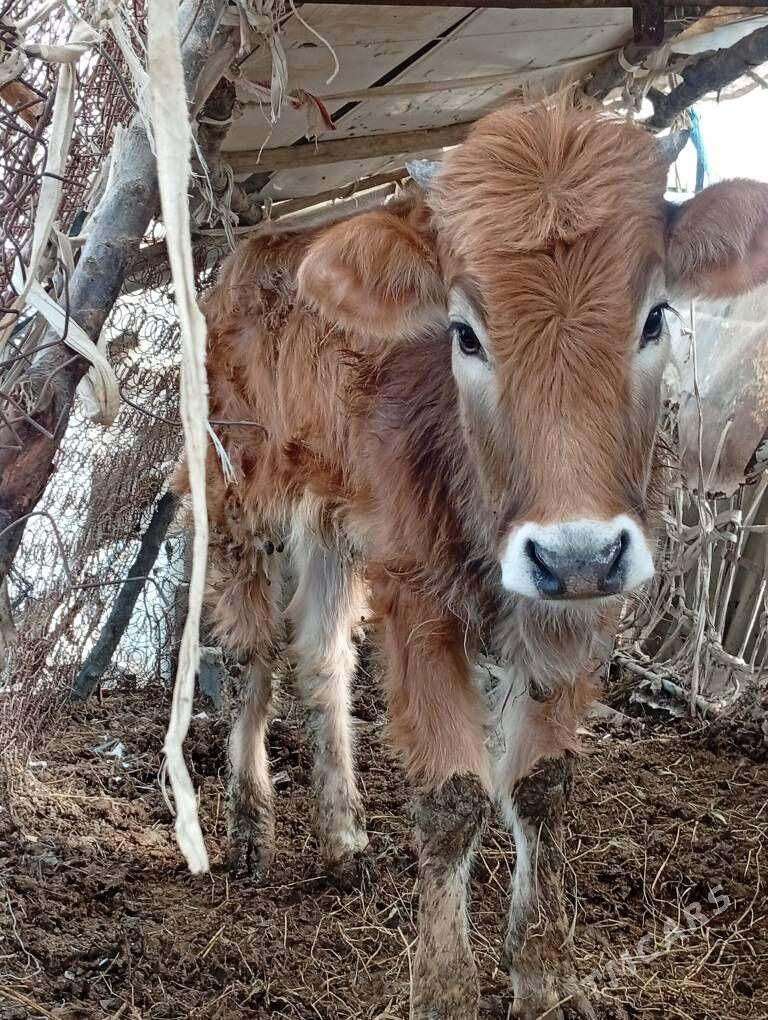 tuwe - Bäherden - img 1