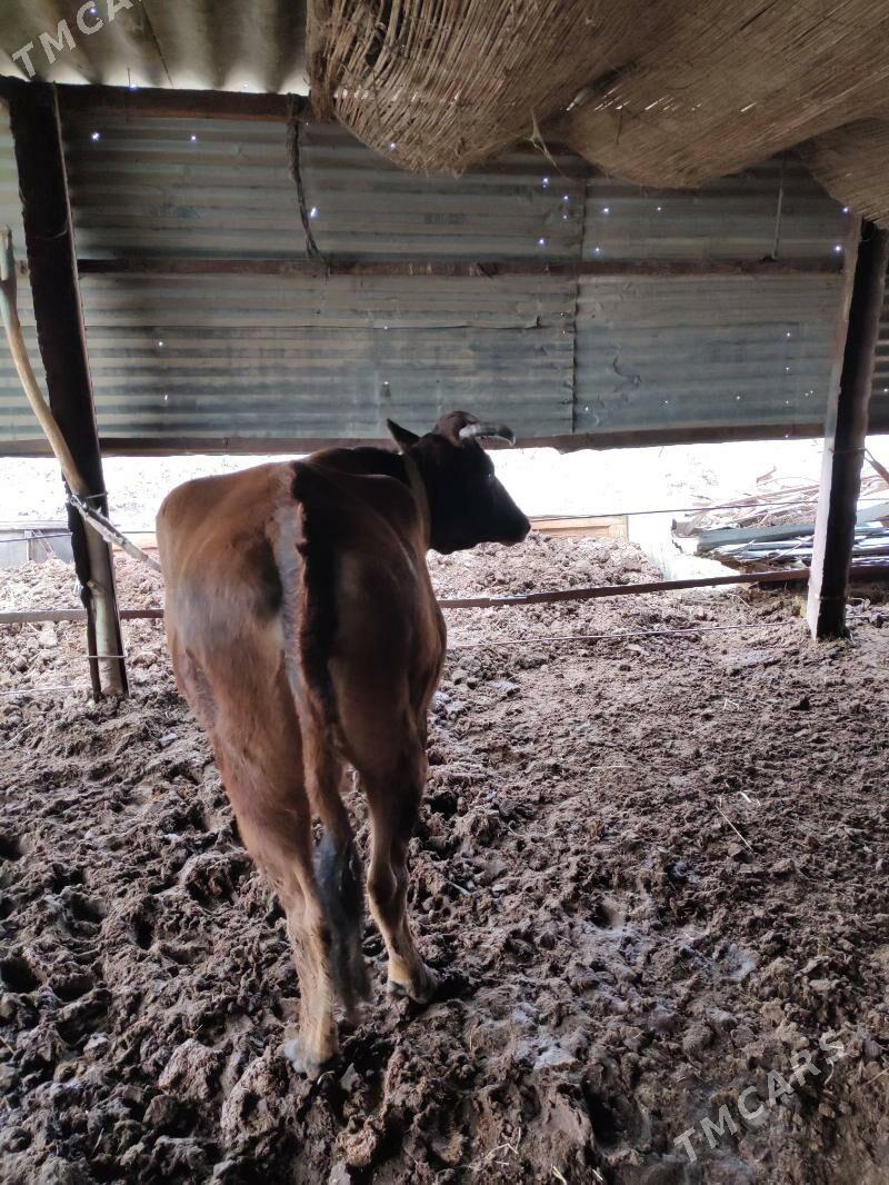 bakylan sygyr - Wekilbazar - img 1