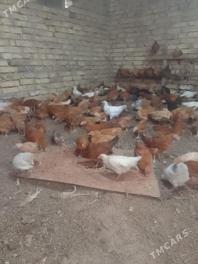 towuk juje - Векильбазар - img 1