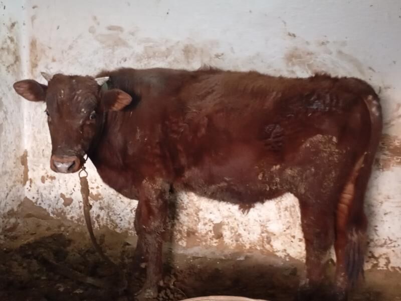 Öküz - Mary - img 1