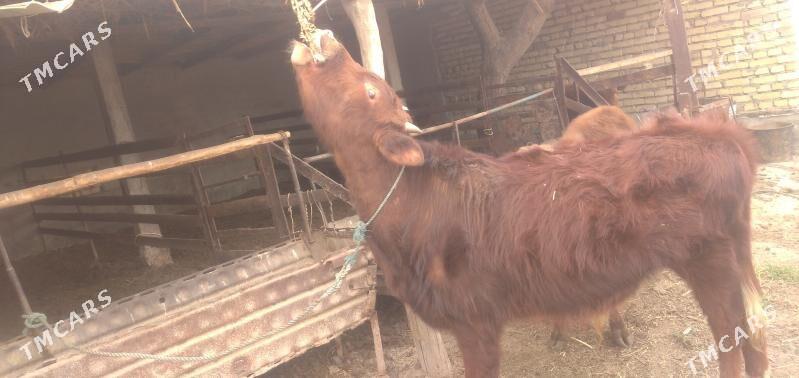 okyzler - Чарджоу - img 1