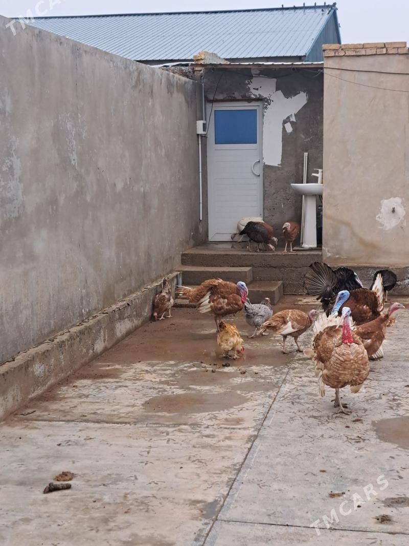 induk juje - Туркменабат - img 1