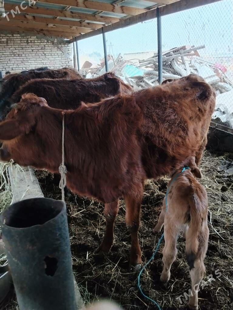 Hojekli sygyr - Чарджоу - img 1