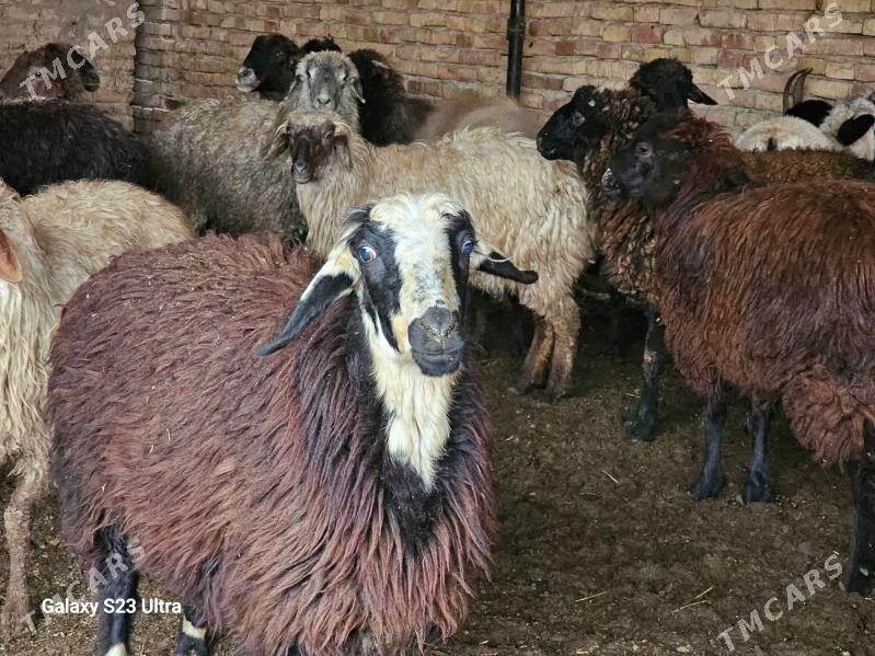 Гойун токлы - Türkmenabat - img 1