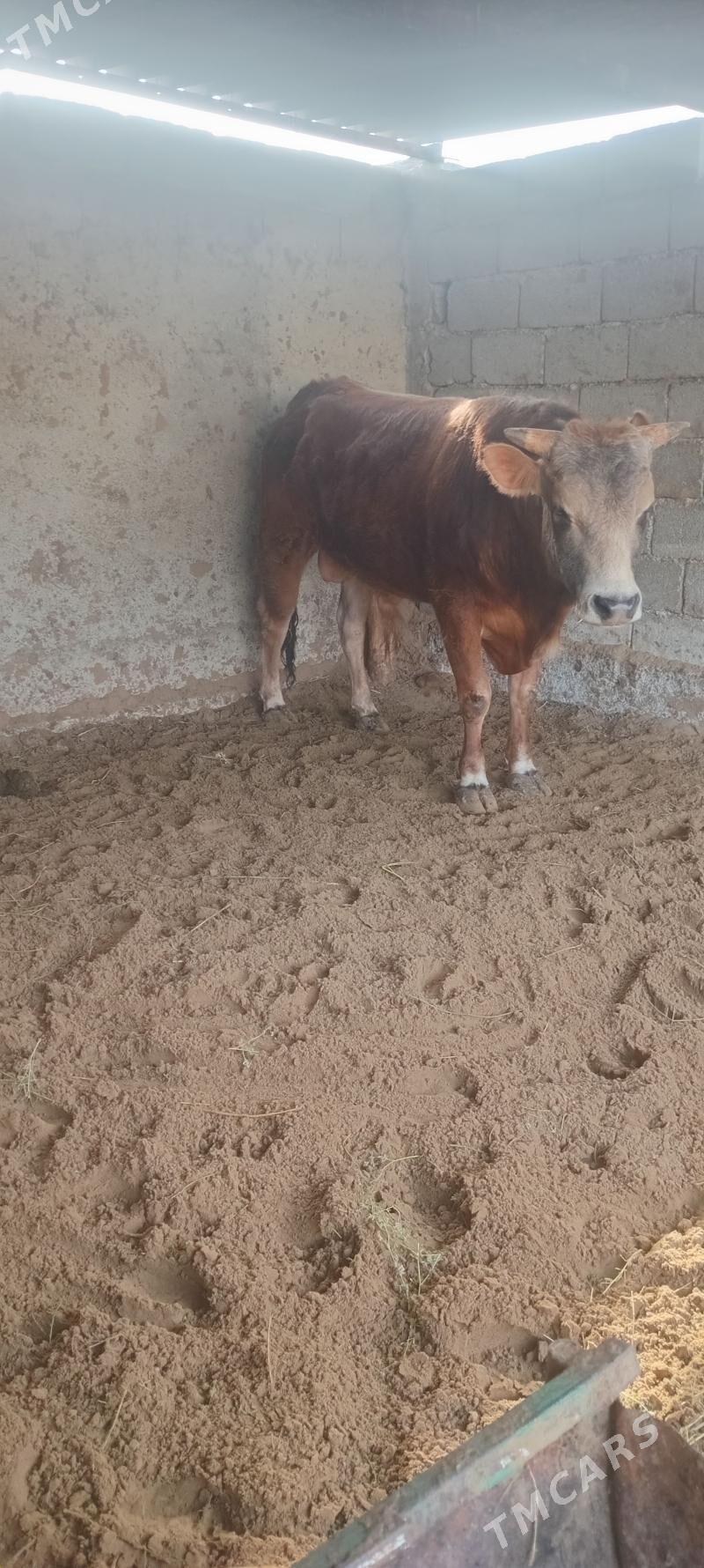 öküz - Анев - img 1