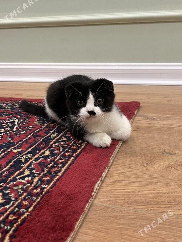 кошка вислоухий - Daşoguz - img 1